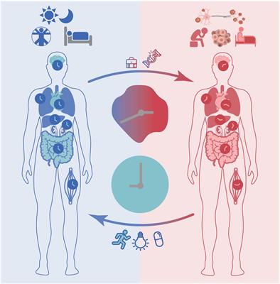 It’s About Time: The Circadian Network as Time-Keeper for Cognitive Functioning, Locomotor Activity and Mental Health